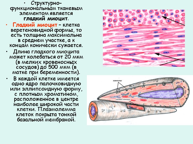 Структурно-функциональным тканевым элементом является гладкий миоцит.  Гладкий миоцит – клетка веретеновидной формы, то